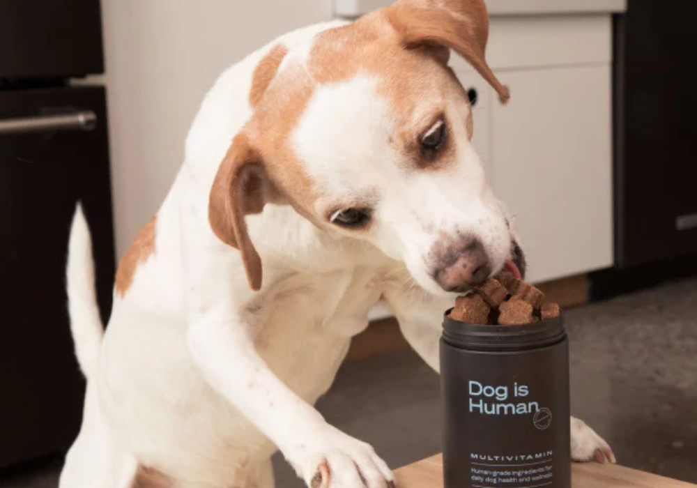 Full Founder Case Study: Dog is Human